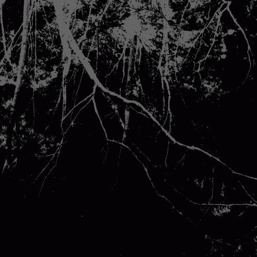 Bosc Fosc : Los Árboles Formaban Siluetas